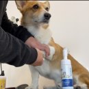 멍멍캐슬 이미지