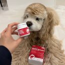 간이 | 강아지 식욕부진 간이 문제 사메퀸 간영양제 관리 후기