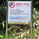 한라산 만세로점 | 🌿 여름 한라산 등산 어리목코스→윗세오름→영실코스 하산 산행 후기 1부