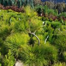 황금소나무농원 이미지