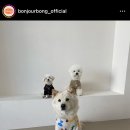 봉주르봉 이미지