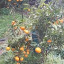 귤과나무 협동조합 이미지