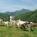 자동목장 이미지