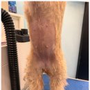 개르띠에 이미지