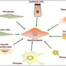 Fibroblasts in fibrosis: novel roles and mediators 이미지