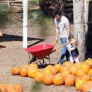 호박농장 이미지