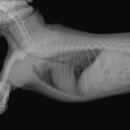 마송 동물병원 이미지