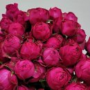 스윗핑크(Sweet Pink)