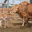 연합왕겨 이미지