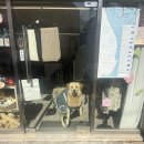 누아예 | 부산 망미동 애견동반 브런치 맛집 강추 | 누아예