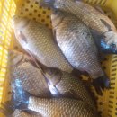 봉정축산 이미지