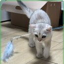 힐링캐터리 이미지