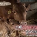 경포파인 이미지