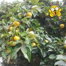 옥전농장 이미지