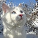 냥냥펀치 이미지