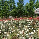 고인돌 공원 이미지