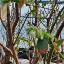 밀양농장 이미지