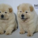 차우차우