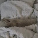 예쓰멍! 이미지