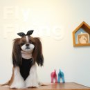 플라이플라잉 이미지