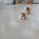 만족하개 이미지