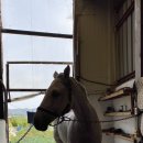 창원승마장
