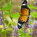 창녕생태곤충원 이미지