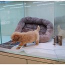 대구강아지분양 마마스미독 본점 이미지