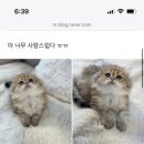 브리돌스 이미지