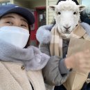 화이트홀스커피