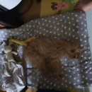 펫츠아일랜드 이미지