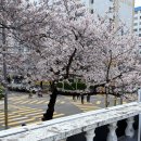 삼익비치A 상가시장 | 바다 곁 핑크빛 물결! 남천동 삼익비치 벚꽃터널 산책 후기 🌸