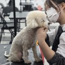 마리애견미용