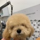 하이멍 애견미용 이미지