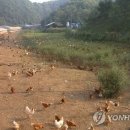 농장 이미지