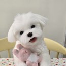 공촌사거리 아시아드경기장역 4번출구 건너편 | 반려견 아트돌 인형_말티즈 로이_주문제작 후기