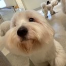 우리애견 | 부산애견유치원 멍치원! 광안애견호텔보다 찐 만족한 우리 동구 부산애견놀이방 후기