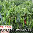 11월 중순인데 어떻게 이런 싱싱한 노지고추가?
