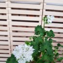 스텔라티스 이미지