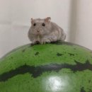 동글동글 이미지