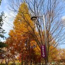 성호로 | 상록수역 가을 성호공원 산책