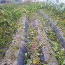 성웅농장 이미지