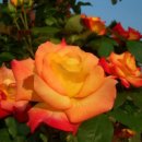 들꽃피는언덕 이미지