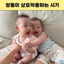 상호없음 - 64528 | 쌍둥이 같이 노는 시기 상호작용 언제부터 할까? 신생아부터 7개월까지 실제 후기