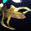 지씨수산 이미지