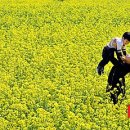 낙동강관리본부 대저생태공원 3 이미지