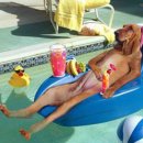 개팔자 상팔자 이미지