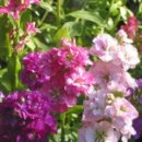 비단향꽃무 이미지