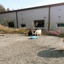 이츠펫 온양점 이미지