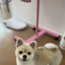 아롱애견미용실 이미지